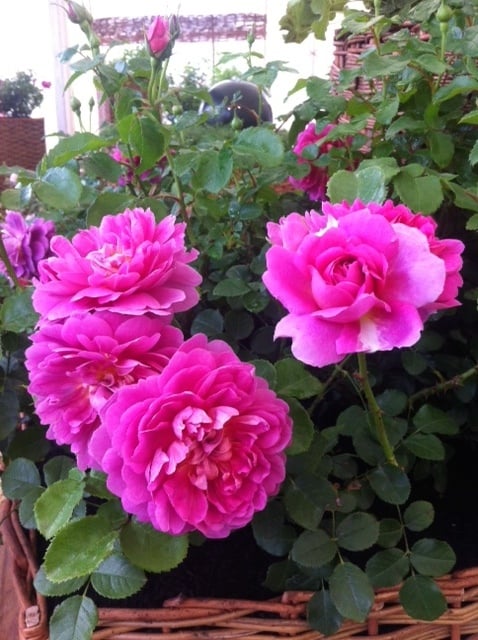 Malvern Autumn Show 2014 1