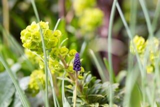IMG_1931 (1)